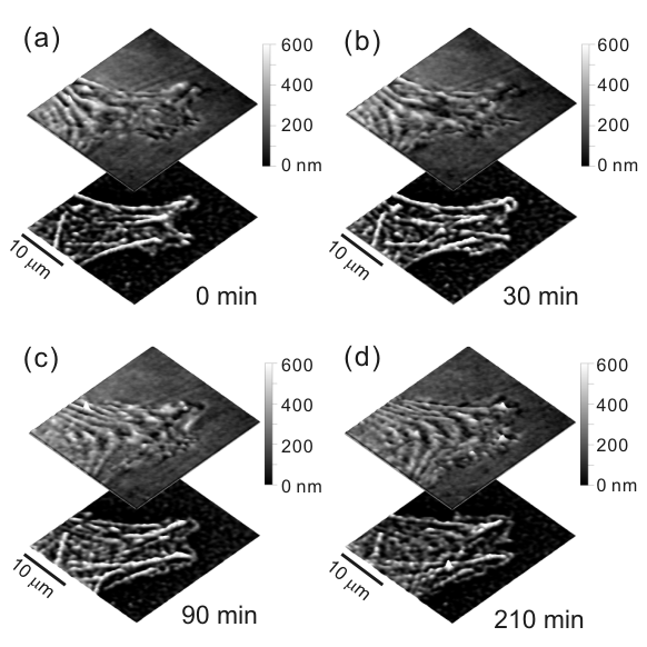 cytoskeleton1